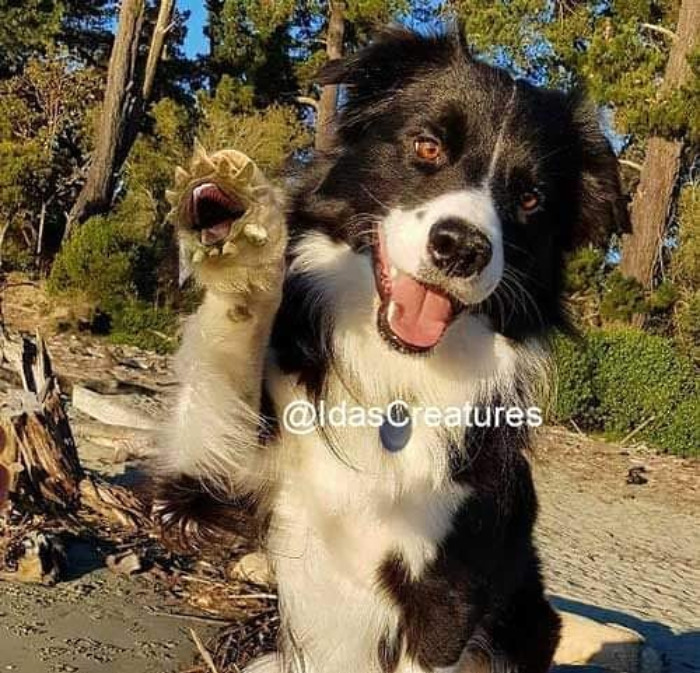 Scary And Funny New Artwork From The Girl Who Turns Pets Into True Fantasy Creatures