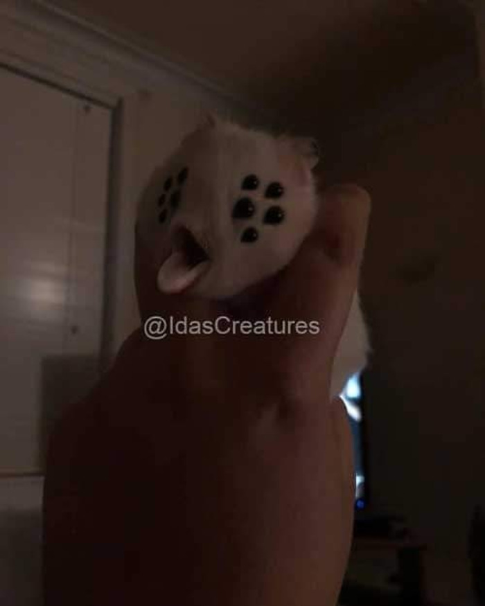 Scary And Funny New Artwork From The Girl Who Turns Pets Into True Fantasy Creatures