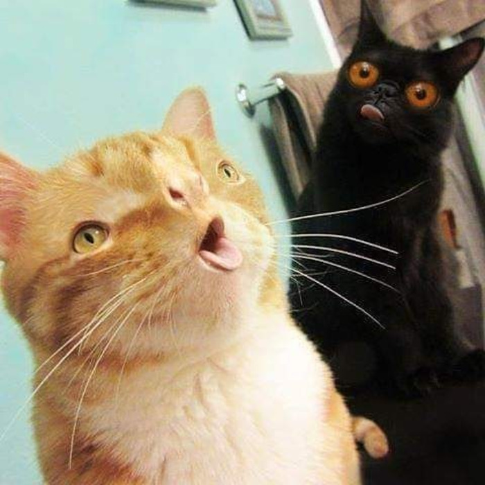 Scary And Funny New Artwork From The Girl Who Turns Pets Into True Fantasy Creatures