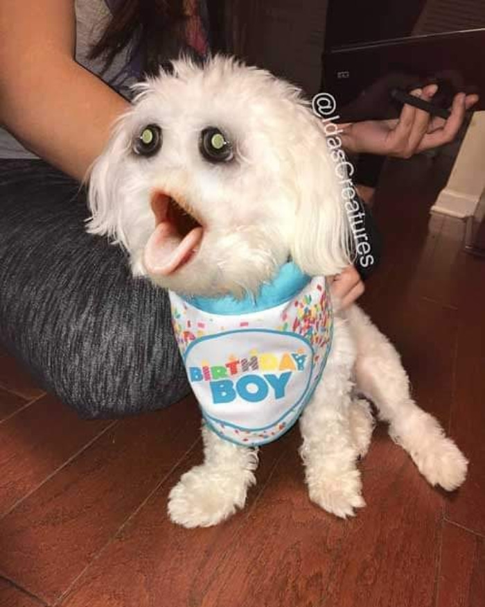 Scary And Funny New Artwork From The Girl Who Turns Pets Into True Fantasy Creatures