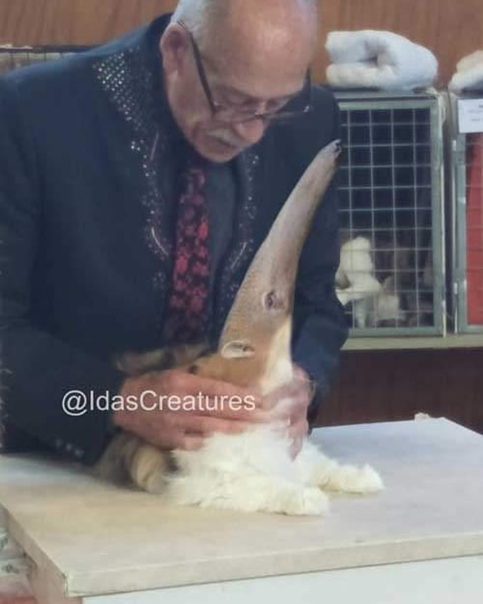 Scary And Funny New Artwork From The Girl Who Turns Pets Into True Fantasy Creatures