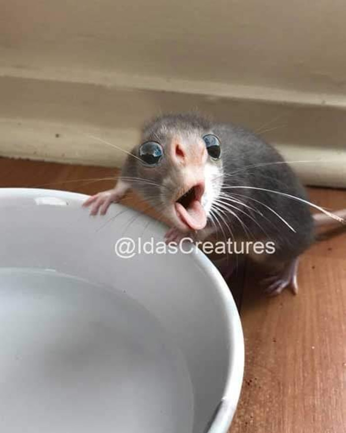 Scary And Funny New Artwork From The Girl Who Turns Pets Into True Fantasy Creatures