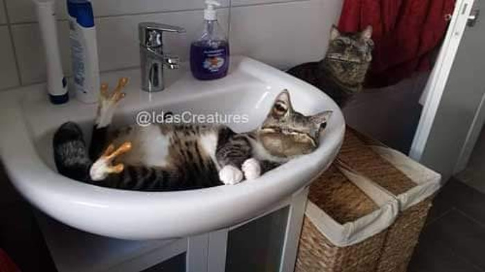 Scary And Funny New Artwork From The Girl Who Turns Pets Into True Fantasy Creatures