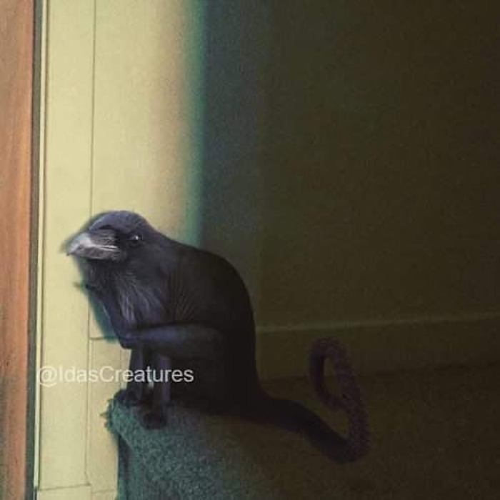 Scary And Funny New Artwork From The Girl Who Turns Pets Into True Fantasy Creatures