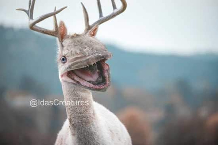 Scary And Funny New Artwork From The Girl Who Turns Pets Into True Fantasy Creatures