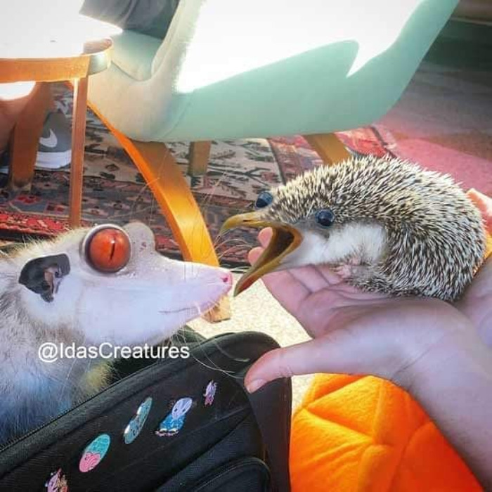 Scary And Funny New Artwork From The Girl Who Turns Pets Into True Fantasy Creatures