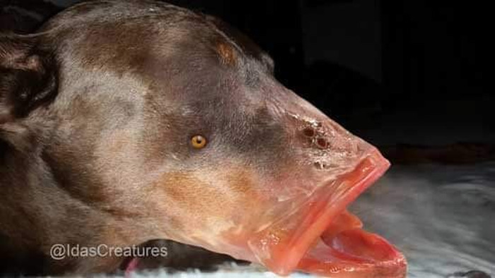 Scary And Funny New Artwork From The Girl Who Turns Pets Into True Fantasy Creatures