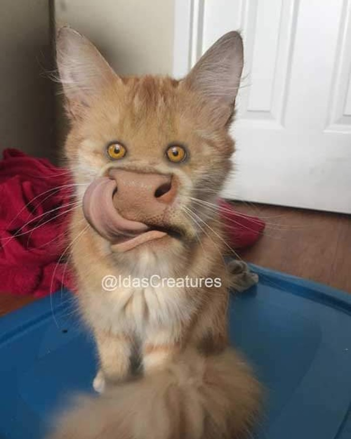 Scary And Funny New Artwork From The Girl Who Turns Pets Into True Fantasy Creatures