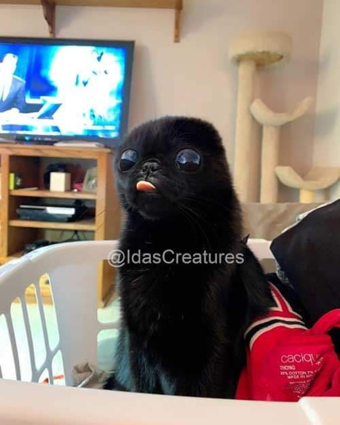 Scary And Funny New Artwork From The Girl Who Turns Pets Into True Fantasy Creatures