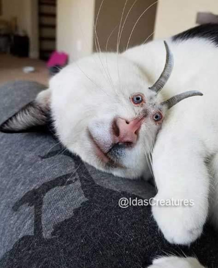 Scary And Funny New Artwork From The Girl Who Turns Pets Into True Fantasy Creatures