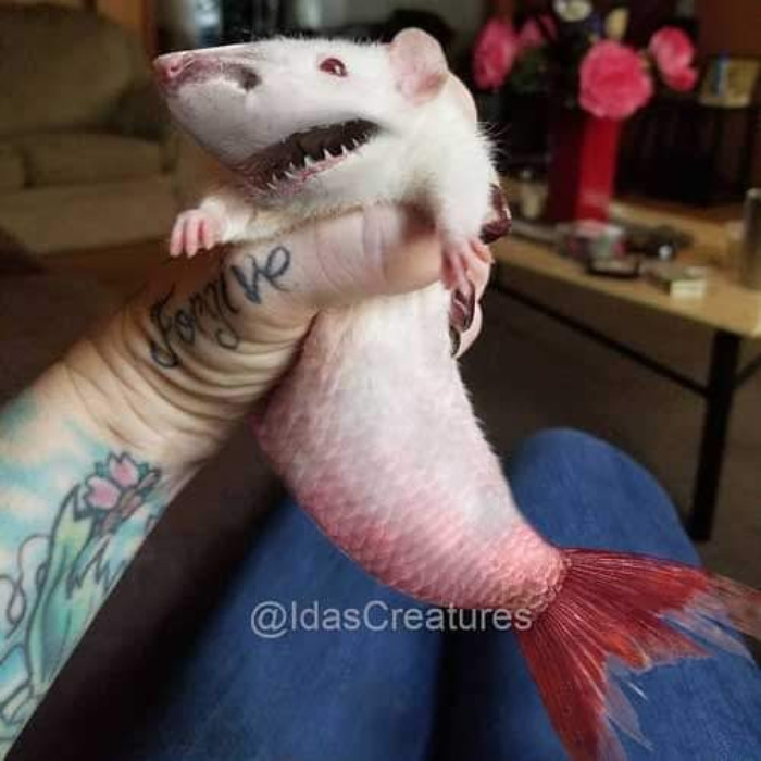 Scary And Funny New Artwork From The Girl Who Turns Pets Into True Fantasy Creatures