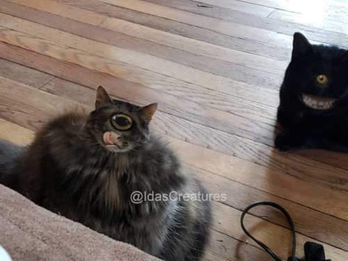 Scary And Funny New Artwork From The Girl Who Turns Pets Into True Fantasy Creatures