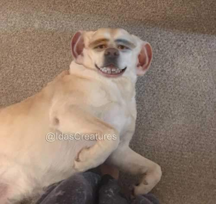 Scary And Funny New Artwork From The Girl Who Turns Pets Into True Fantasy Creatures