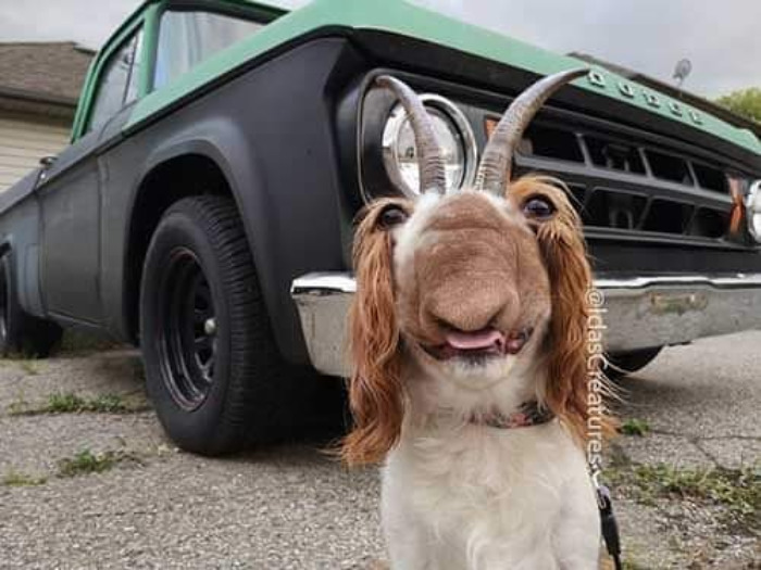 Scary And Funny New Artwork From The Girl Who Turns Pets Into True Fantasy Creatures