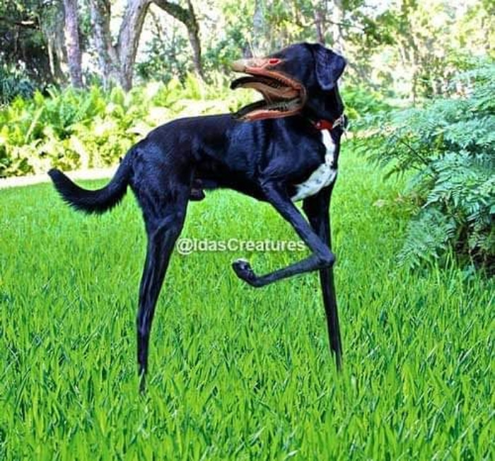 Scary And Funny New Artwork From The Girl Who Turns Pets Into True Fantasy Creatures