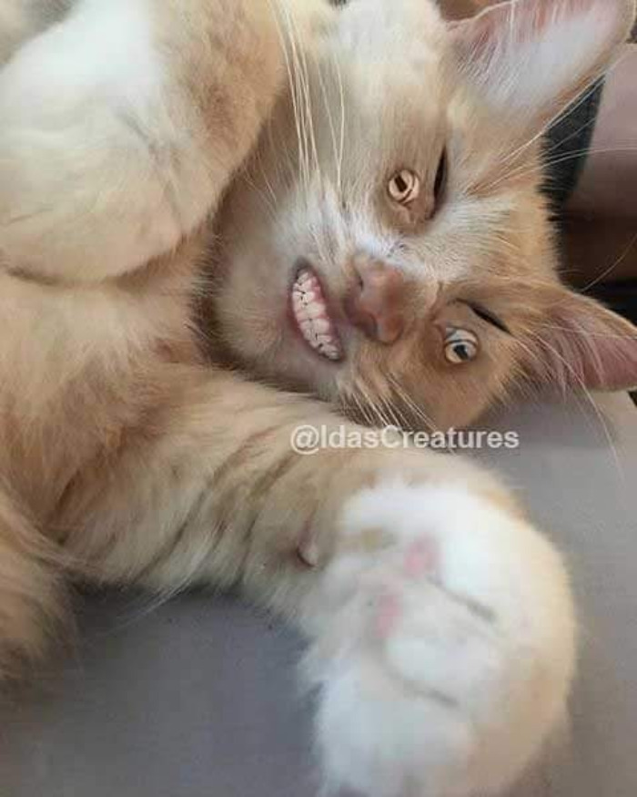 Scary And Funny New Artwork From The Girl Who Turns Pets Into True Fantasy Creatures