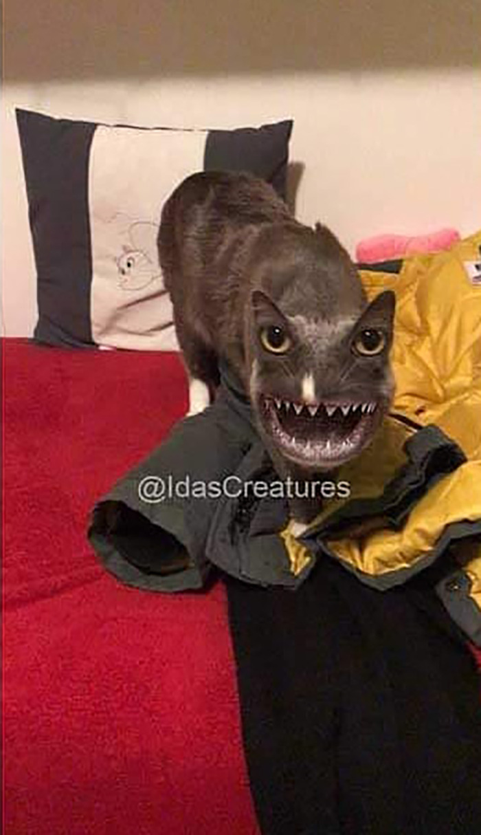 Scary And Funny New Artwork From The Girl Who Turns Pets Into True Fantasy Creatures