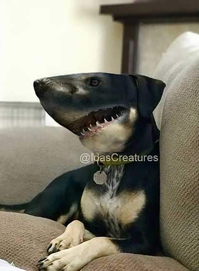 Scary And Funny New Artwork From The Girl Who Turns Pets Into True Fantasy Creatures