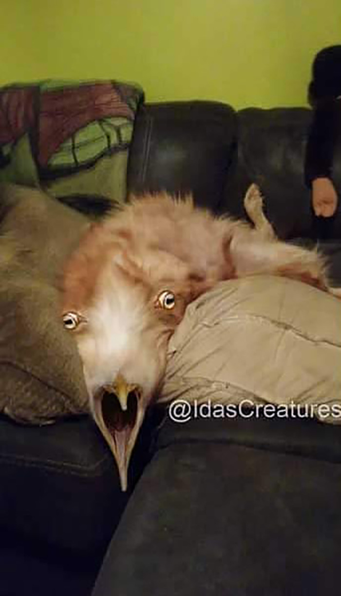 Scary And Funny New Artwork From The Girl Who Turns Pets Into True Fantasy Creatures