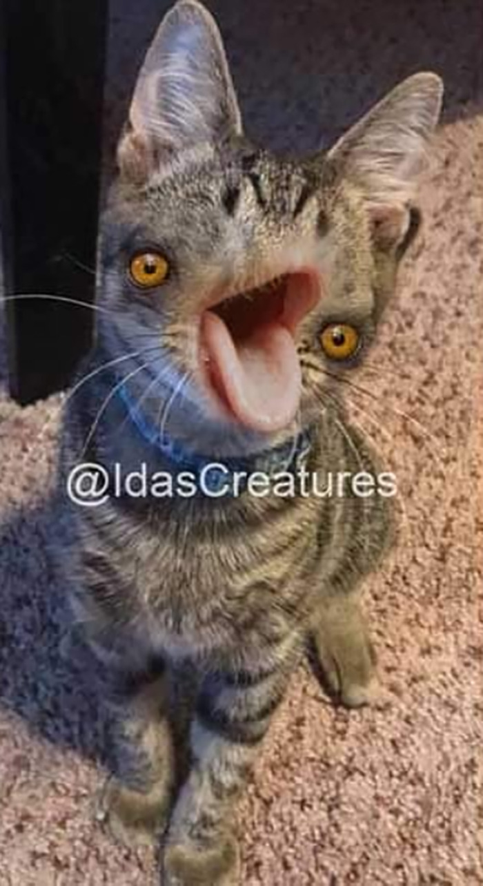 Scary And Funny New Artwork From The Girl Who Turns Pets Into True Fantasy Creatures