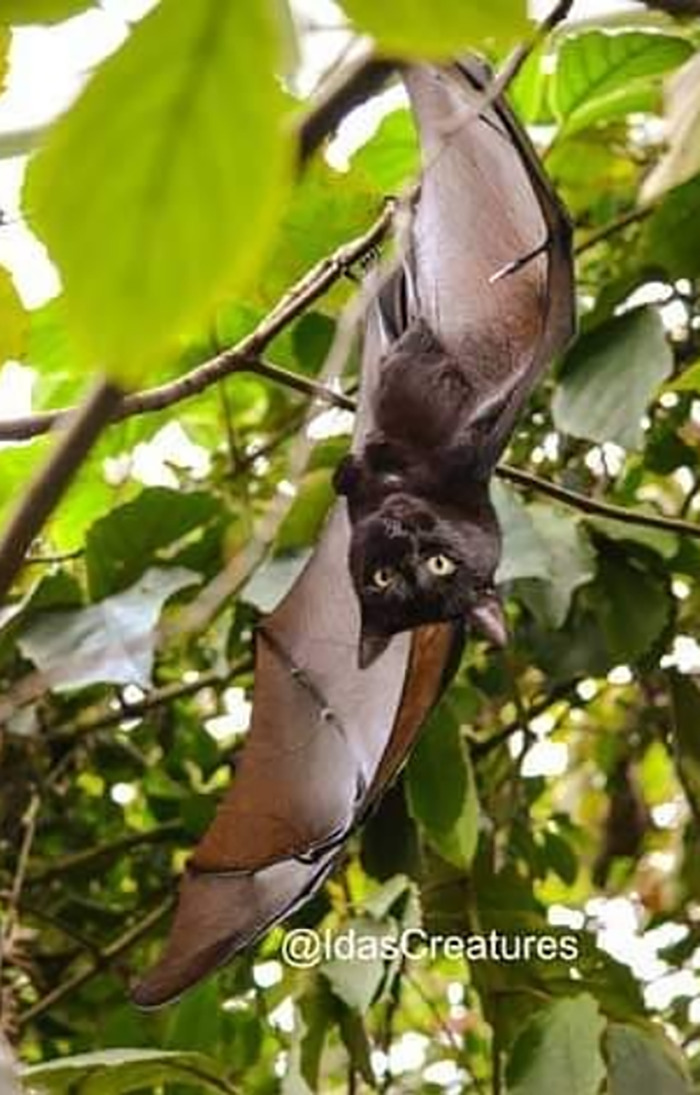 Scary And Funny New Artwork From The Girl Who Turns Pets Into True Fantasy Creatures