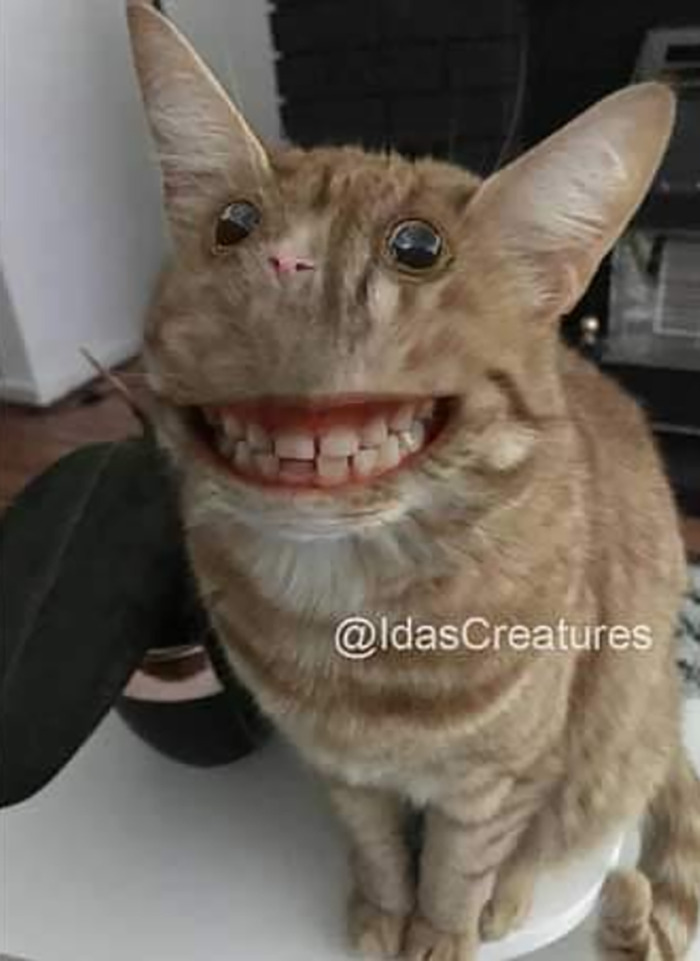 Scary And Funny New Artwork From The Girl Who Turns Pets Into True Fantasy Creatures