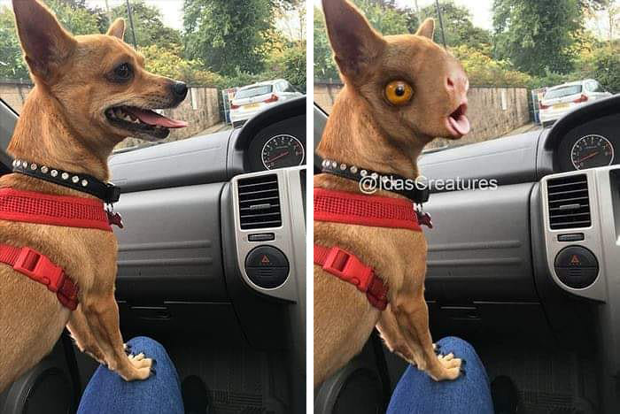 Scary And Funny New Artwork From The Girl Who Turns Pets Into True Fantasy Creatures