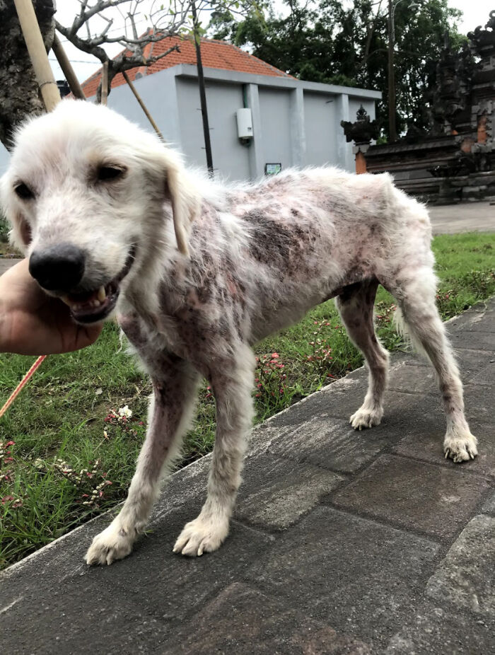 We Saved This Dog From Bad Conditions And Apparently, He’s A Golden Retriever We Saved This Dog From Bad Conditions And Apparently, He’s A Golden Retriever