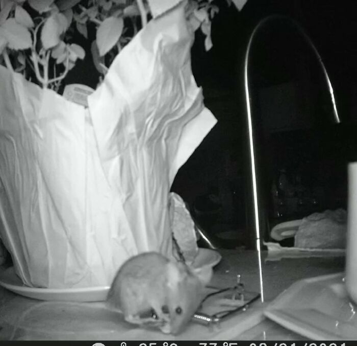 Worst Mouse Trap Ever