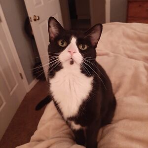 sarabradman00 avatar