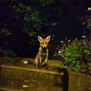 olivia-alatsari avatar