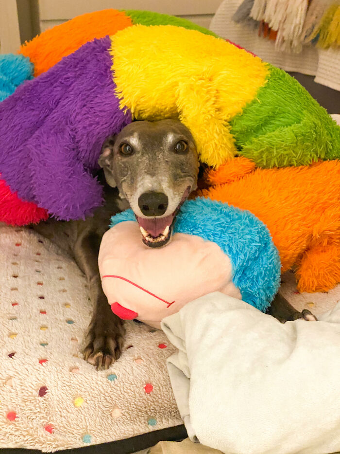Suki The Greyhound Had A Fight With Her Cuddlepillar And This Was How She Ended Up... We Didn't Do Any Of This