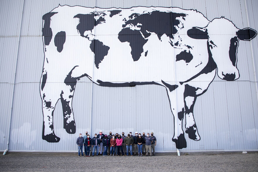 We Painted The Biggest Cow In The World