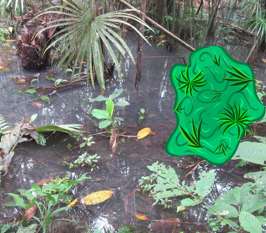 We Spent 2 Months In The Amazon And Made A Board Game About It!