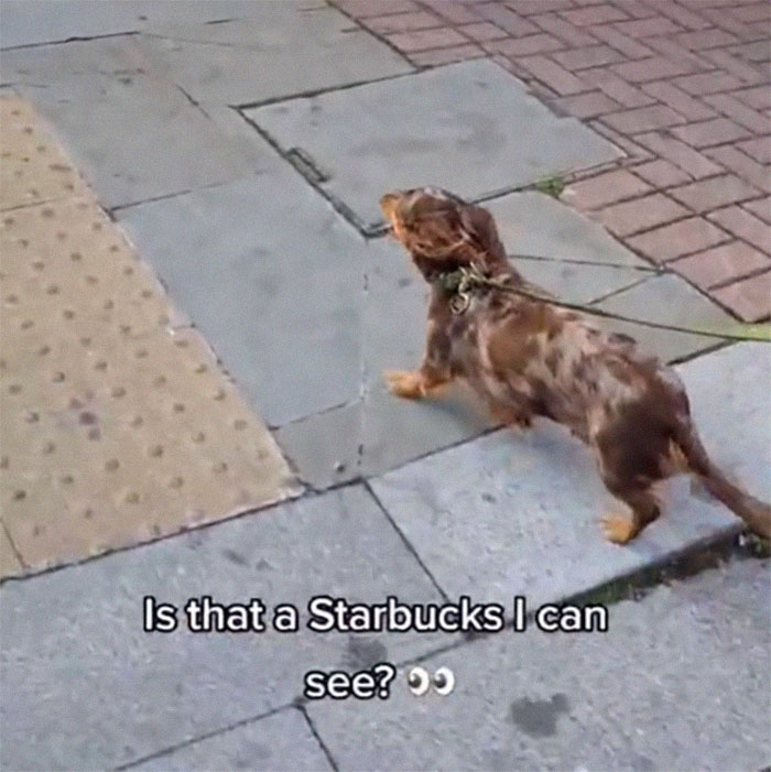 Spoiled Dog Only Eats Her Puppuccino From A Starbucks Cup