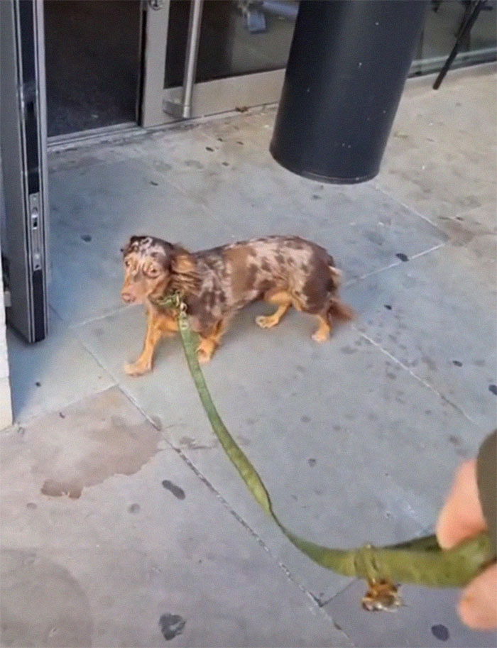 Spoiled Dog Only Eats Her Puppuccino From A Starbucks Cup
