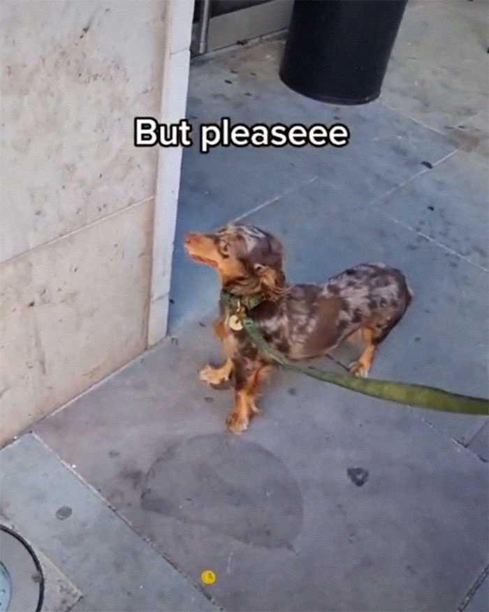 Spoiled Dog Only Eats Her Puppuccino From A Starbucks Cup