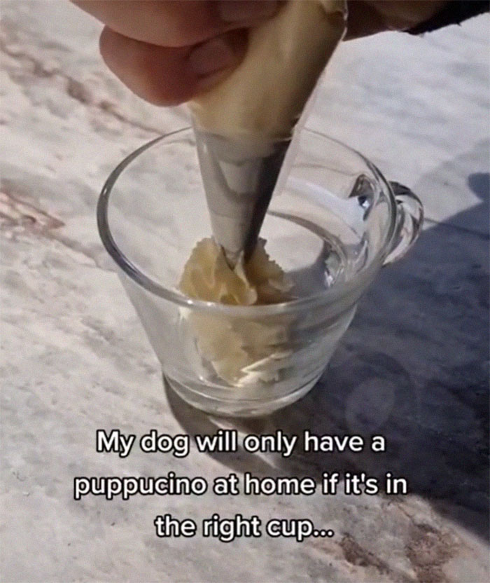 Spoiled Dog Only Eats Her Puppuccino From A Starbucks Cup