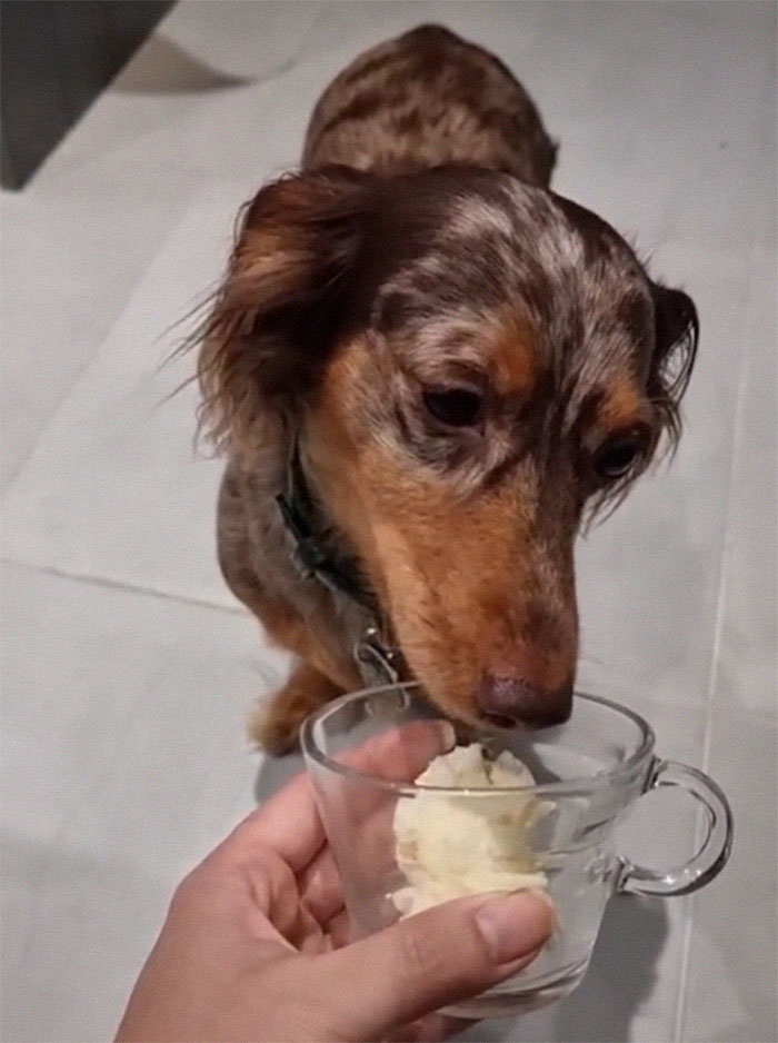 Spoiled Dog Only Eats Her Puppuccino From A Starbucks Cup
