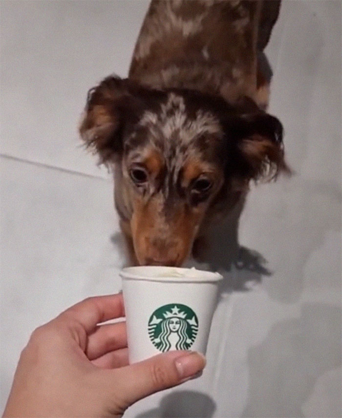 Spoiled Dog Only Eats Her Puppuccino From A Starbucks Cup