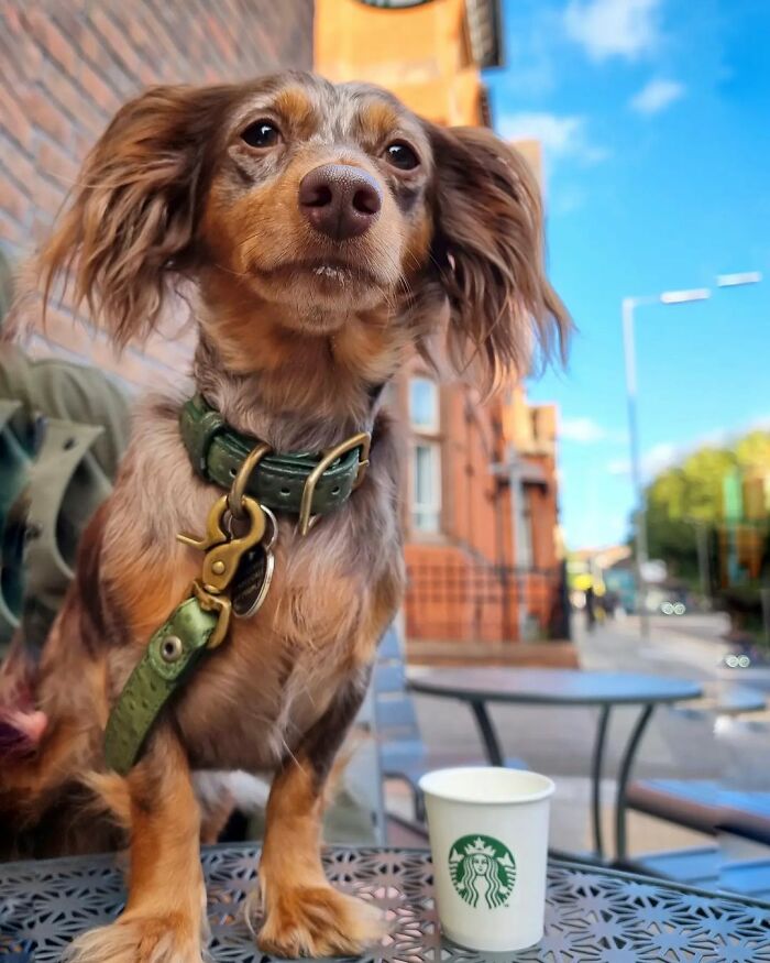 Spoiled Dog Only Eats Her Puppuccino From A Starbucks Cup