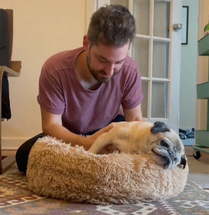 TikTok Video Of A Pug Being Way Too Lazy Goes Viral TikTok Video Of A Pug Being Way Too Lazy Goes Viral