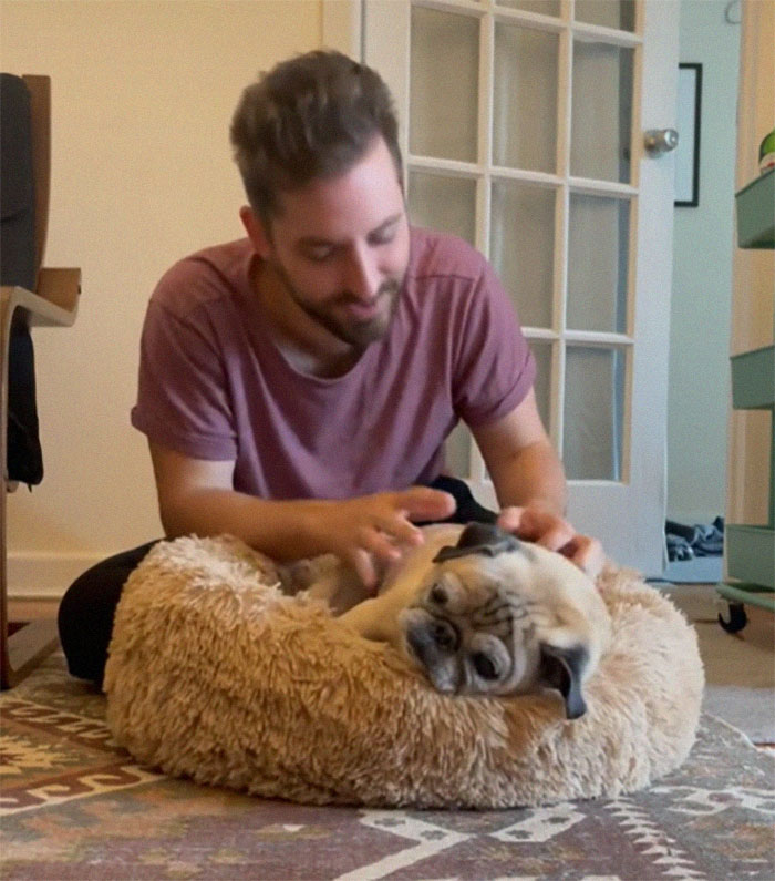 TikTok Video Of A Pug Being Way Too Lazy Goes Viral TikTok Video Of A Pug Being Way Too Lazy Goes Viral