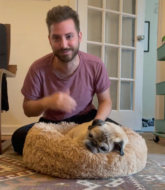 TikTok Video Of A Pug Being Way Too Lazy Goes Viral TikTok Video Of A Pug Being Way Too Lazy Goes Viral