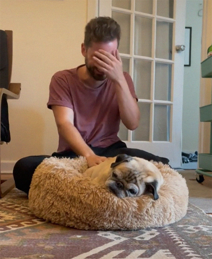 TikTok Video Of A Pug Being Way Too Lazy Goes Viral TikTok Video Of A Pug Being Way Too Lazy Goes Viral