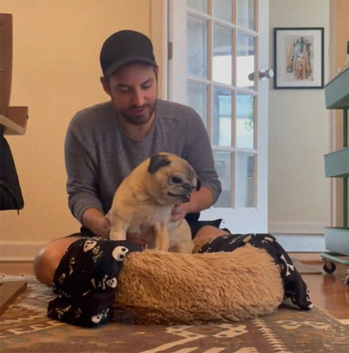 TikTok Video Of A Pug Being Way Too Lazy Goes Viral TikTok Video Of A Pug Being Way Too Lazy Goes Viral