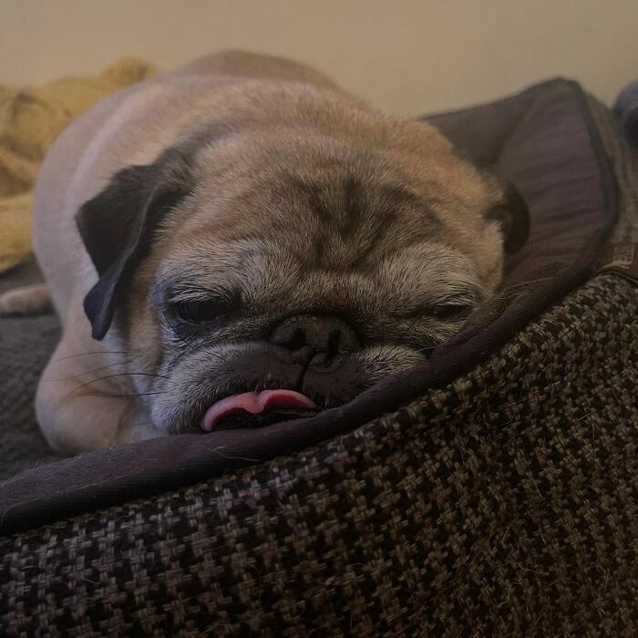 TikTok Video Of A Pug Being Way Too Lazy Goes Viral TikTok Video Of A Pug Being Way Too Lazy Goes Viral