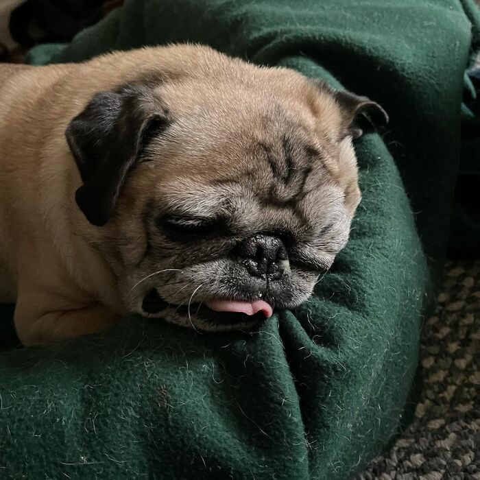 TikTok Video Of A Pug Being Way Too Lazy Goes Viral TikTok Video Of A Pug Being Way Too Lazy Goes Viral