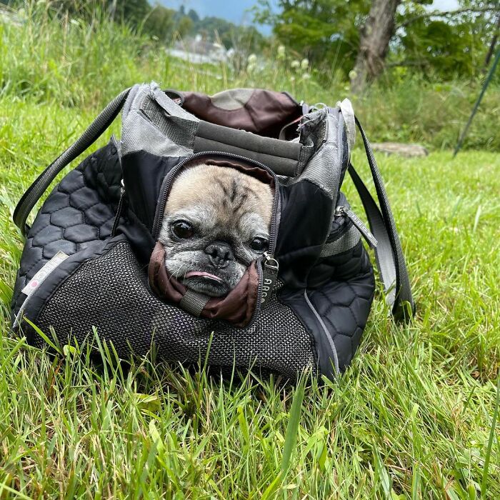 TikTok Video Of A Pug Being Way Too Lazy Goes Viral TikTok Video Of A Pug Being Way Too Lazy Goes Viral