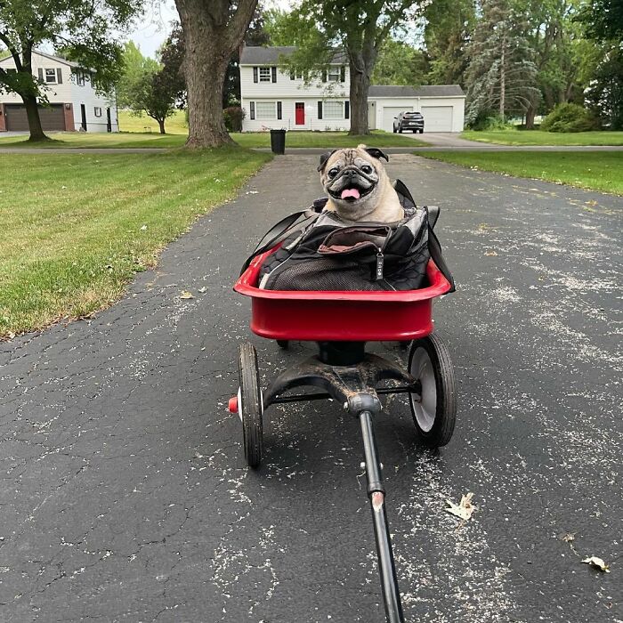 TikTok Video Of A Pug Being Way Too Lazy Goes Viral TikTok Video Of A Pug Being Way Too Lazy Goes Viral